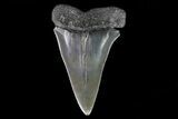 Fossil Mako Shark Tooth - Georgia #75099-1